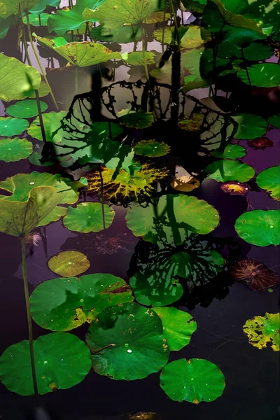 Elegant Pattern Design Presented Lotus Water Lily Leaves — стоковое фото