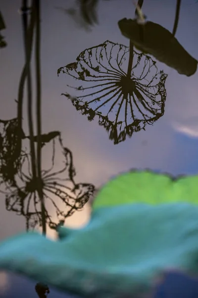 蓮と睡蓮の葉で表現されたエレガントなパターンデザイン — ストック写真