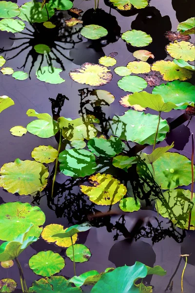 Elegant Pattern Design Presented Lotus Water Lily Leaves — ストック写真