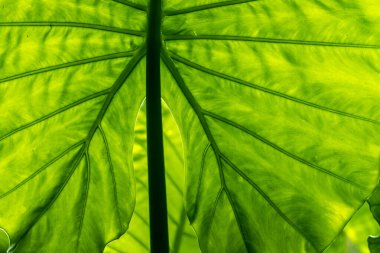 Yaprak dokusu tarafından oluşturulan güzel desen arkaplanı