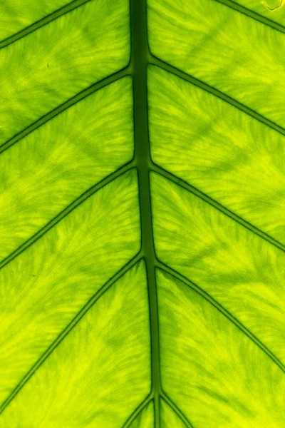 Beautiful Pattern Background Created Leaf Texture — ストック写真