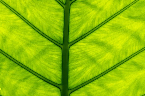 Beautiful Pattern Background Created Leaf Texture — Stock Photo, Image