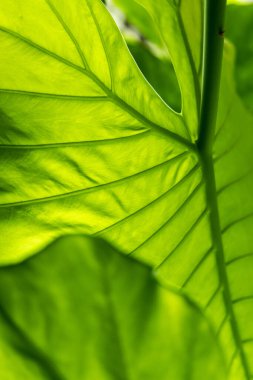 Yaprak dokusu tarafından oluşturulan güzel desen arkaplanı