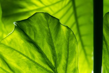 Yaprak dokusu tarafından oluşturulan güzel desen arkaplanı