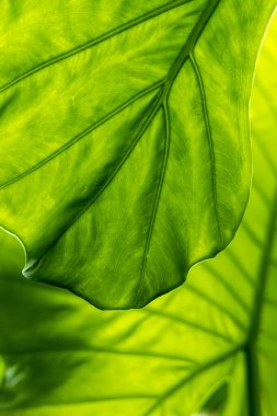 Beautiful pattern background created by leaf texture