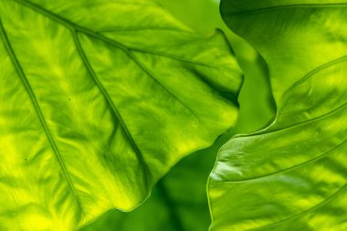 Yaprak dokusu tarafından oluşturulan güzel desen arkaplanı