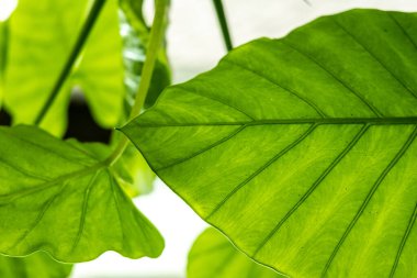 Yaprak dokusu tarafından oluşturulan güzel desen arkaplanı