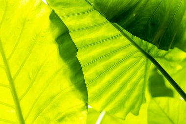 Yaprak dokusu tarafından oluşturulan güzel desen arkaplanı