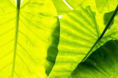 Yaprak dokusu tarafından oluşturulan güzel desen arkaplanı