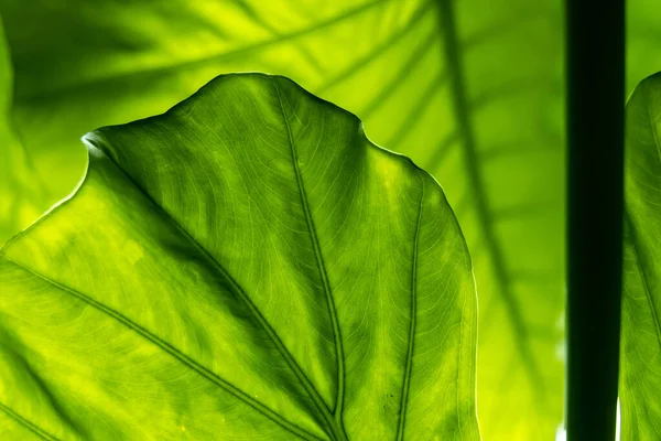 Yaprak dokusu tarafından oluşturulan güzel desen arkaplanı