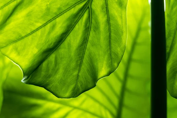 Yaprak dokusu tarafından oluşturulan güzel desen arkaplanı