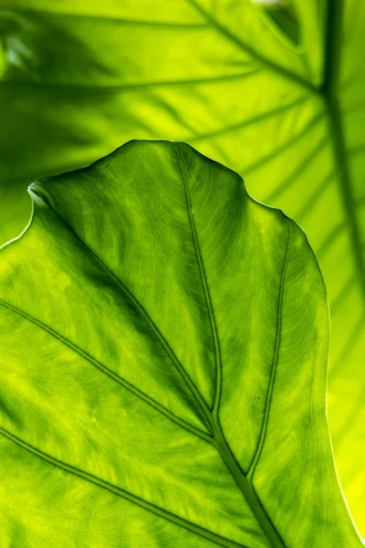 Beautiful Pattern Background Created Leaf Texture — Photo