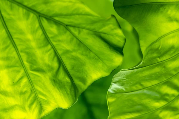 Yaprak dokusu tarafından oluşturulan güzel desen arkaplanı