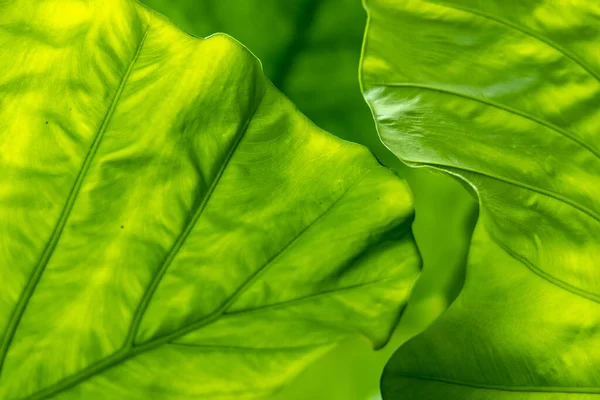 Yaprak dokusu tarafından oluşturulan güzel desen arkaplanı