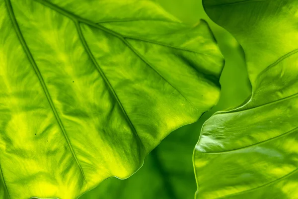 Yaprak dokusu tarafından oluşturulan güzel desen arkaplanı