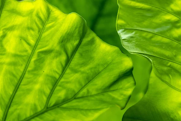 Beautiful Pattern Background Created Leaf Texture — Photo