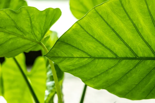 Yaprak dokusu tarafından oluşturulan güzel desen arkaplanı