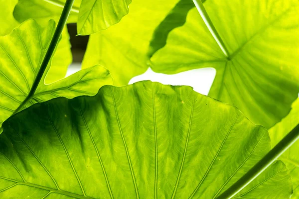 葉の質感が生み出す美しい柄の背景 — ストック写真