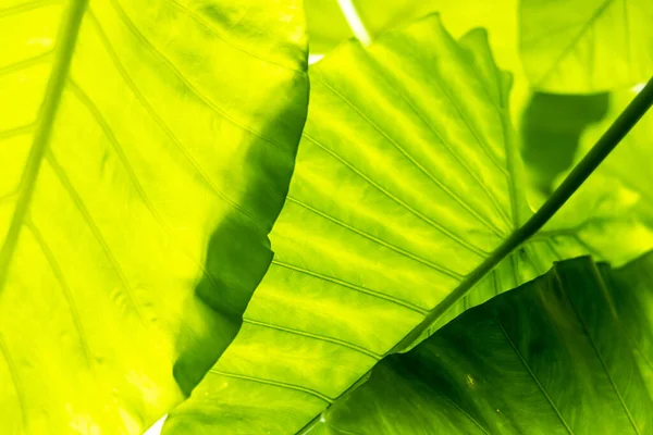 Beautiful Pattern Background Created Leaf Texture — Stok fotoğraf