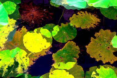 Lotus yaprağı ormanı. Çevre sorunları. Düz dizayn. Yüksek kalite vektör çizimi. Arkaplan deseni.