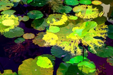 Lotus yaprağı ormanı. Çevre sorunları. Düz dizayn. Yüksek kalite vektör çizimi. Arkaplan deseni.