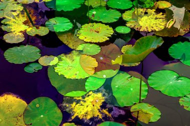 Lotus yaprağı ormanı. Çevre sorunları. Düz dizayn. Yüksek kalite vektör çizimi. Arkaplan deseni.