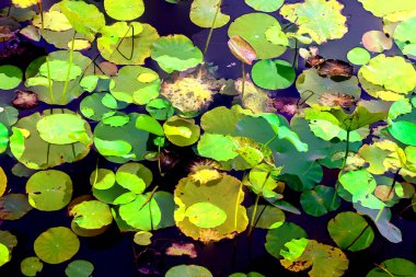 Lotus yaprağı ormanı. Çevre sorunları. Düz dizayn. Yüksek kalite vektör çizimi. Arkaplan deseni.