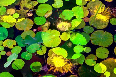 Lotus yaprağı ormanı. Çevre sorunları. Düz dizayn. Yüksek kalite vektör çizimi. Arkaplan deseni.