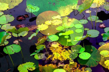 Lotus yaprağı ormanı. Çevre sorunları. Düz dizayn. Yüksek kalite vektör çizimi. Arkaplan deseni.