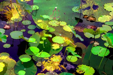 Lotus yaprağı ormanı. Çevre sorunları. Düz dizayn. Yüksek kalite vektör çizimi. Arkaplan deseni.