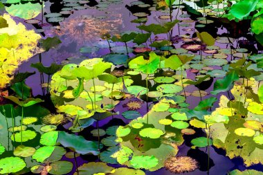 Lotus yaprağı ormanı. Çevre sorunları. Düz dizayn. Yüksek kalite vektör çizimi. Arkaplan deseni.