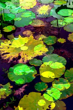 Lotus yaprağı ormanı. Çevre sorunları. Düz dizayn. Yüksek kalite vektör çizimi. Arkaplan deseni.