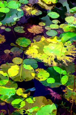 Lotus yaprağı ormanı. Çevre sorunları. Düz dizayn. Yüksek kalite vektör çizimi. Arkaplan deseni.