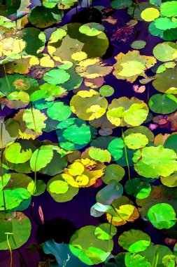 Lotus yaprağı ormanı. Çevre sorunları. Düz dizayn. Yüksek kalite vektör çizimi. Arkaplan deseni.