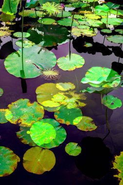 Lotus yaprağı ormanı. Çevre sorunları. Düz dizayn. Yüksek kalite vektör çizimi. Arkaplan deseni.