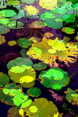 Lotus yaprağı ormanı. Çevre sorunları. Düz dizayn. Yüksek kalite vektör çizimi. Arkaplan deseni.