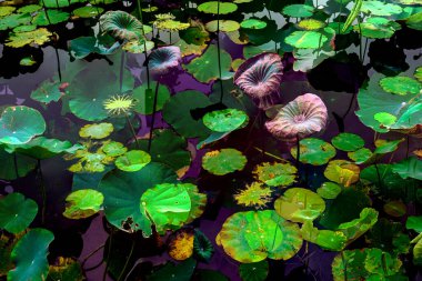 Lotus yaprağı ormanı. Çevre sorunları. Düz dizayn. Yüksek kalite vektör çizimi. Arkaplan deseni.