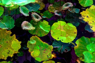 Lotus yaprağı ormanı. Çevre sorunları. Düz dizayn. Yüksek kalite vektör çizimi. Arkaplan deseni.