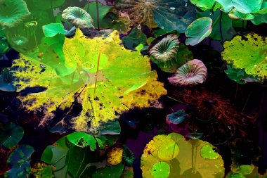 Lotus yaprağı ormanı. Çevre sorunları. Düz dizayn. Yüksek kalite vektör çizimi. Arkaplan deseni.