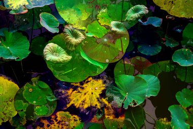 Lotus yaprağı ormanı. Çevre sorunları. Düz dizayn. Yüksek kalite vektör çizimi. Arkaplan deseni.