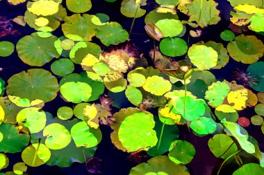 Lotus yaprağı ormanı. Çevre sorunları. Düz dizayn. Yüksek kalite vektör çizimi. Arkaplan deseni.