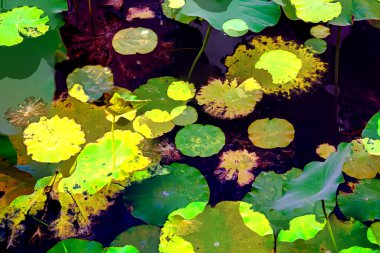 Lotus yaprağı ormanı. Çevre sorunları. Düz dizayn. Yüksek kalite vektör çizimi. Arkaplan deseni.