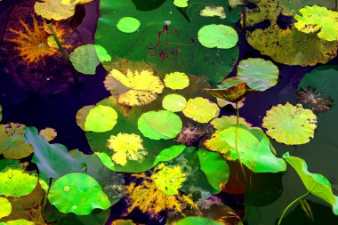 Lotus yaprağı ormanı. Çevre sorunları. Düz dizayn. Yüksek kalite vektör çizimi. Arkaplan deseni.