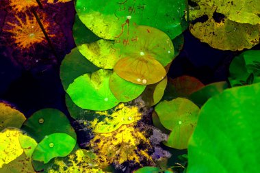 Lotus yaprağı ormanı. Çevre sorunları. Düz dizayn. Yüksek kalite vektör çizimi. Arkaplan deseni.