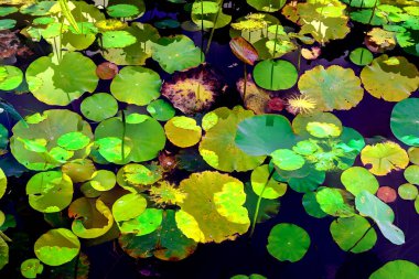 Lotus yaprağı ormanı. Çevre sorunları. Düz dizayn. Yüksek kalite vektör çizimi. Arkaplan deseni.