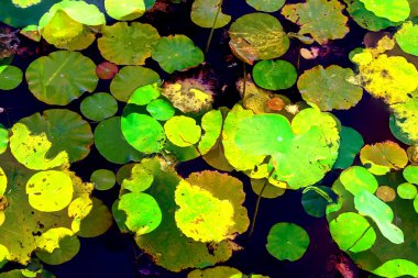 Lotus yaprağı ormanı. Çevre sorunları. Düz dizayn. Yüksek kalite vektör çizimi. Arkaplan deseni.