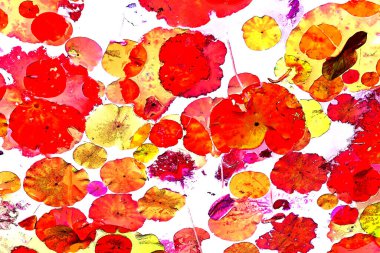 Lotus yaprağı ormanı. Çevre sorunları. Düz dizayn. Yüksek kalite vektör çizimi. Arkaplan deseni.