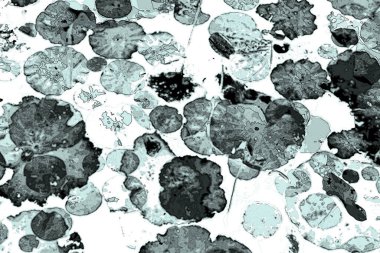 Lotus yaprağı ormanı. Çevre sorunları. Düz dizayn. Yüksek kalite vektör çizimi. Arkaplan deseni.