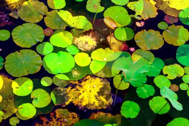 Lotus yaprağı ormanı. Çevre sorunları. Düz dizayn. Yüksek kalite vektör çizimi. Arkaplan deseni.