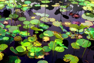 Lotus yaprağı ormanı. Çevre sorunları. Düz dizayn. Yüksek kalite vektör çizimi. Arkaplan deseni.